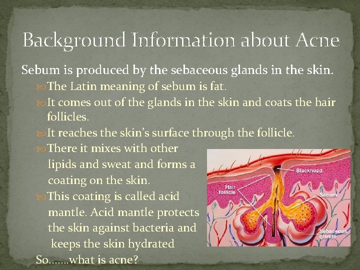 Background Information about Acne Sebum is produced by the sebaceous glands in the skin.