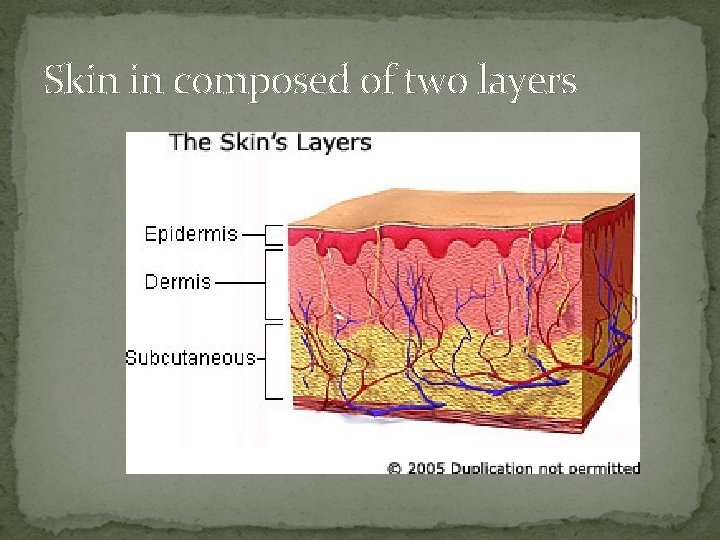 Skin in composed of two layers 