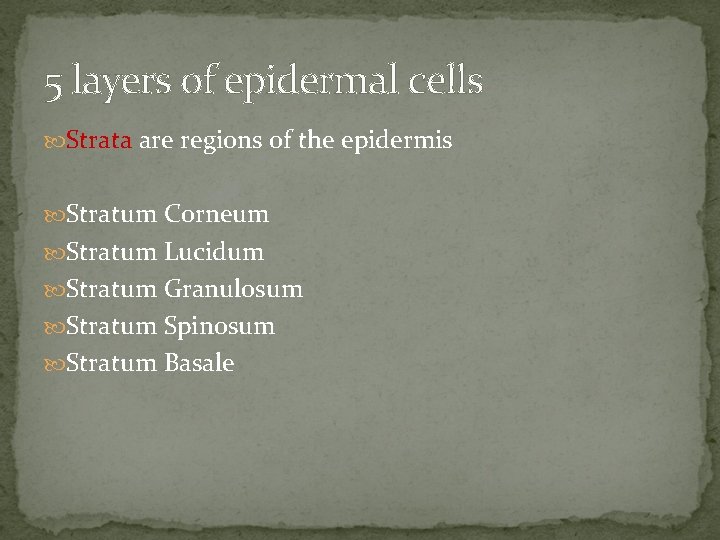 5 layers of epidermal cells Strata are regions of the epidermis Stratum Corneum Stratum