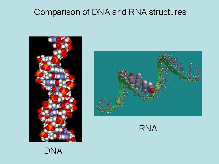 Comparison of DNA and RNA structures RNA DNA 