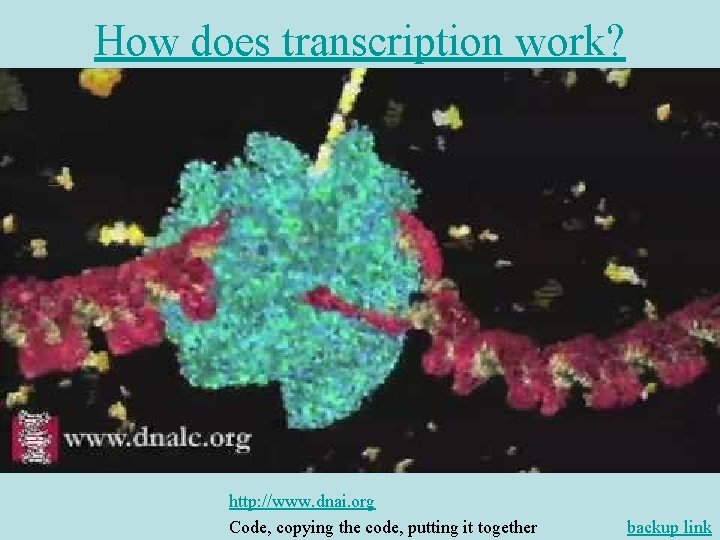 How does transcription work? http: //www. dnai. org Code, copying the code, putting it