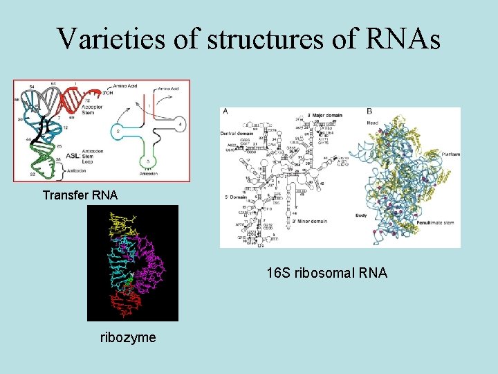 Varieties of structures of RNAs Transfer RNA 16 S ribosomal RNA ribozyme 