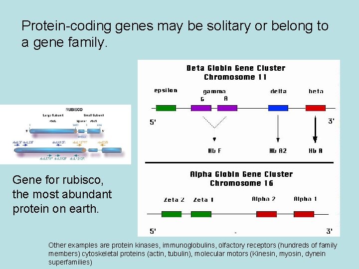 Protein-coding genes may be solitary or belong to a gene family. Gene for rubisco,