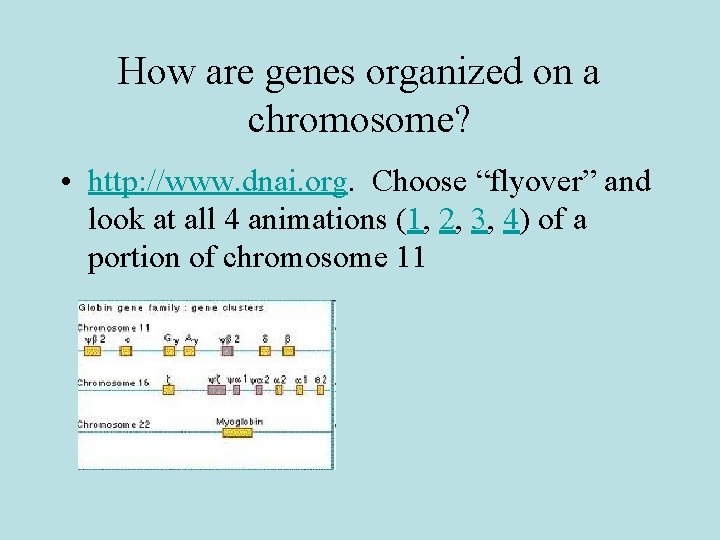 How are genes organized on a chromosome? • http: //www. dnai. org. Choose “flyover”