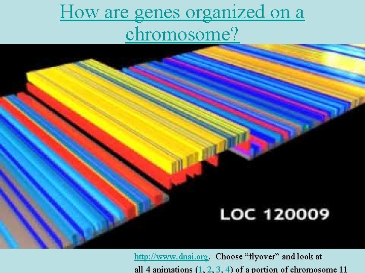 How are genes organized on a chromosome? http: //www. dnai. org. Choose “flyover” and