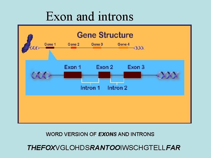 Exon and introns WORD VERSION OF EXONS AND INTRONS THEFOXVGLOHDSRANTOOIWSCHGTELLFAR 