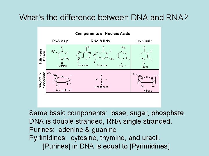 What’s the difference between DNA and RNA? Same basic components: base, sugar, phosphate. DNA