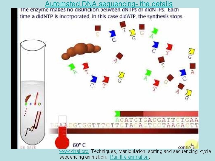 Automated DNA sequencing- the details www. dnai. org: Techniques, Manipulation, sorting and sequencing, cycle