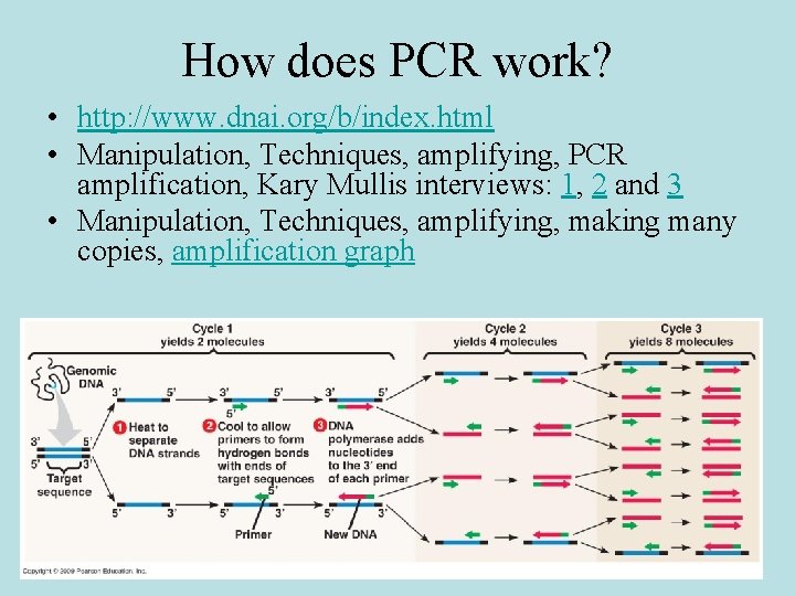 How does PCR work? • http: //www. dnai. org/b/index. html • Manipulation, Techniques, amplifying,