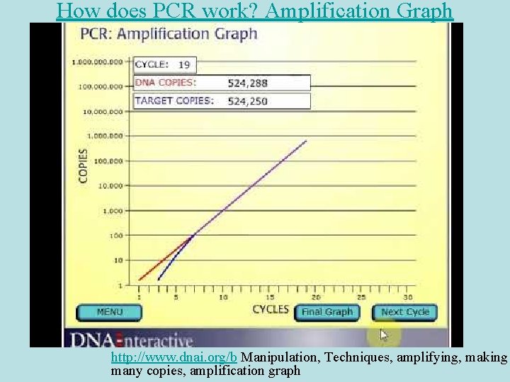 How does PCR work? Amplification Graph http: //www. dnai. org/b Manipulation, Techniques, amplifying, making