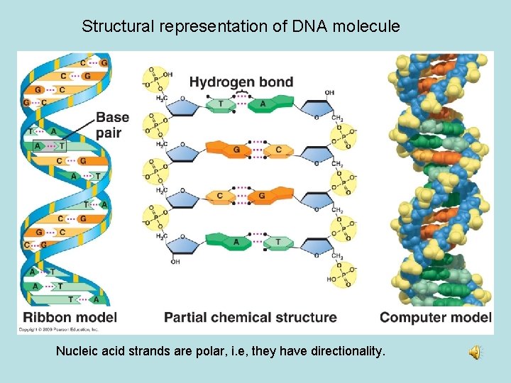 Structural representation of DNA molecule Nucleic acid strands are polar, i. e, they have