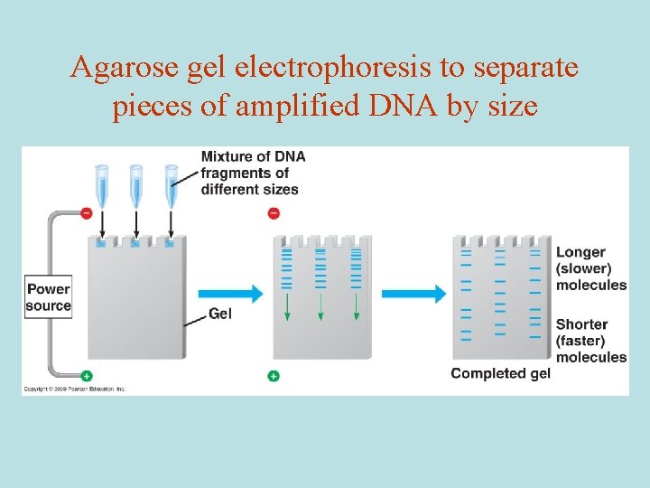 Agarose gel electrophoresis to separate pieces of amplified DNA by size 