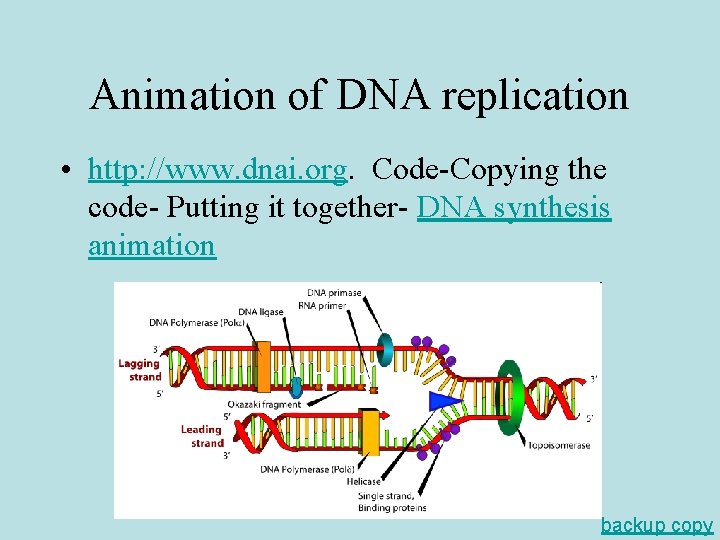 Animation of DNA replication • http: //www. dnai. org. Code-Copying the code- Putting it