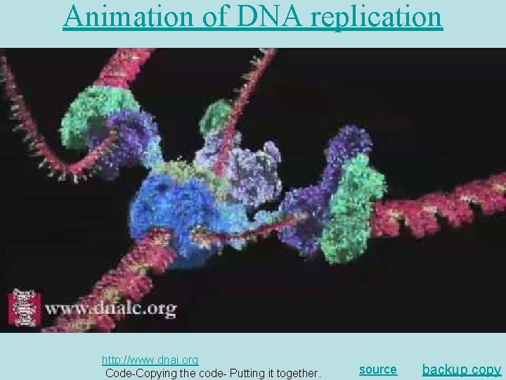 Animation of DNA replication http: //www. dnai. org Code-Copying the code- Putting it together.