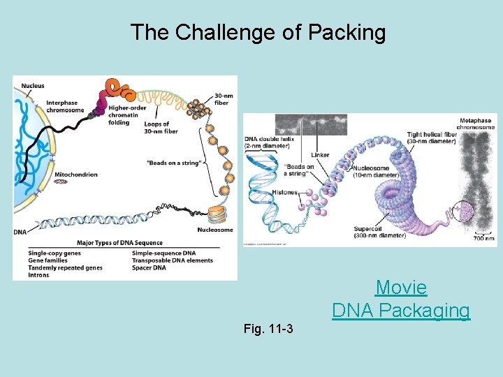 The Challenge of Packing Movie DNA Packaging Fig. 11 -3 
