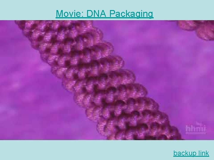 Movie: DNA Packaging backup link 