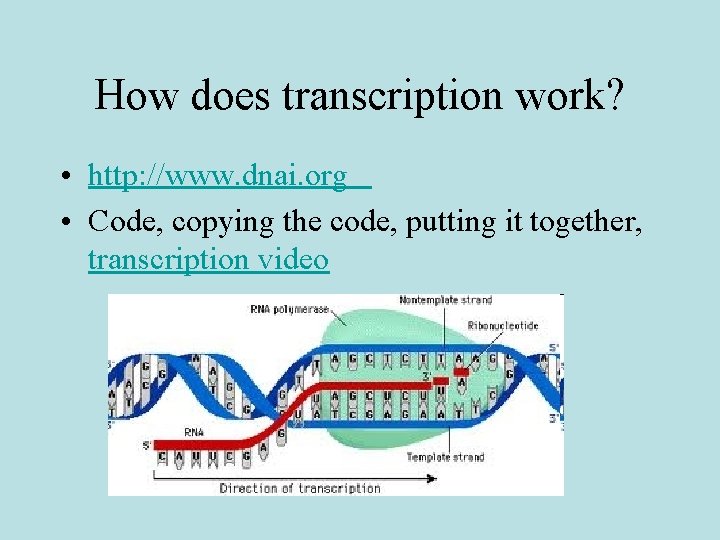 How does transcription work? • http: //www. dnai. org • Code, copying the code,