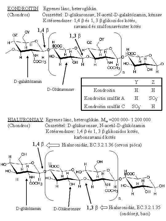 KONDROITIN Egyenes lánc, heteroglikán. (Chondros) Összetétel: D-glükuronsav, N-acetil-D-galaktózamin, kénsav Kötésrendszer: 1, 4 b és