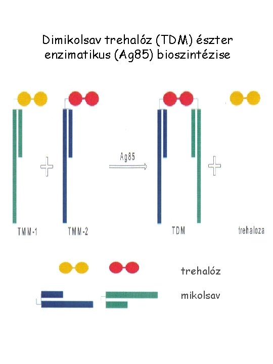Dimikolsav trehalóz (TDM) észter enzimatikus (Ag 85) bioszintézise trehalóz mikolsav 