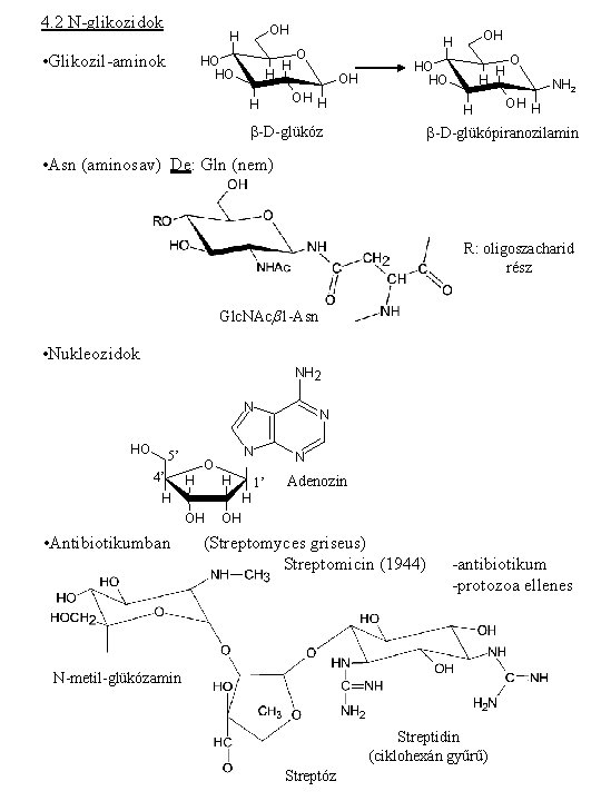 4. 2 N-glikozidok OH H • Glikozil-aminok HO HO H H H O OH