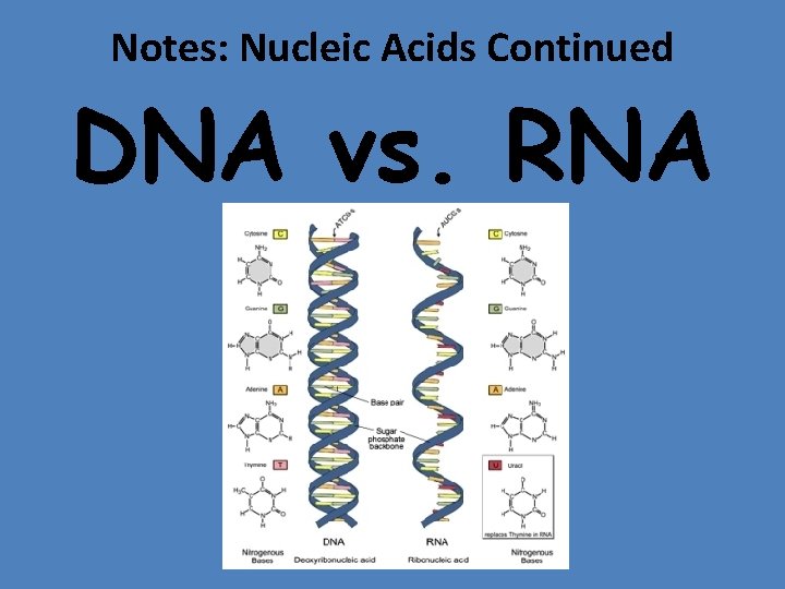 Notes: Nucleic Acids Continued DNA vs. RNA 