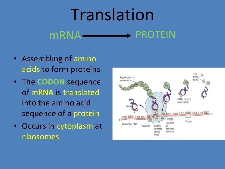 Translation m. RNA • Assembling of amino acids to form proteins • The CODON