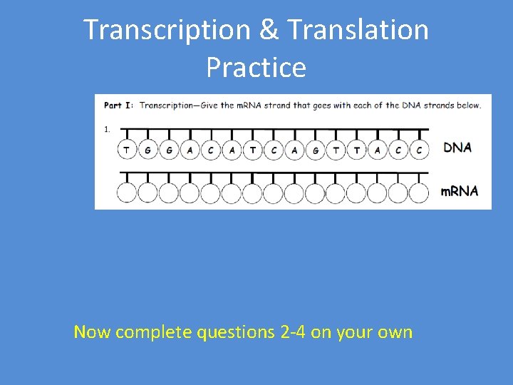 Transcription & Translation Practice Now complete questions 2 -4 on your own 