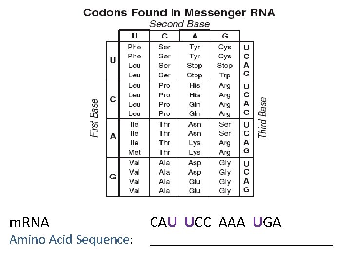 m. RNA Amino Acid Sequence: CAU UCC AAA UGA ______________ 