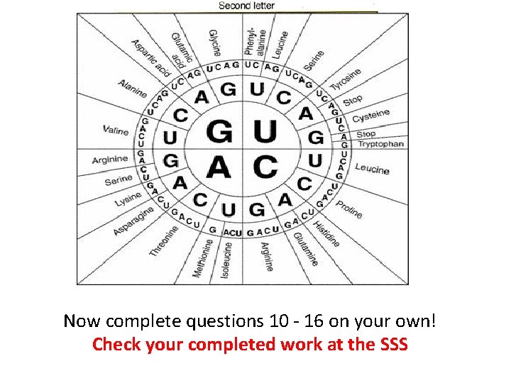 - 16 on your own!UAA m. RNANow complete questions AUG 10 GUU UUC AGG