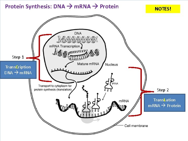 Protein Synthesis: DNA m. RNA Protein NOTES! Step 1 Trans. Cription DNA m. RNA