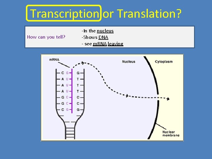 Transcription or Translation? How can you tell? -In the nucleus -Shows DNA - see