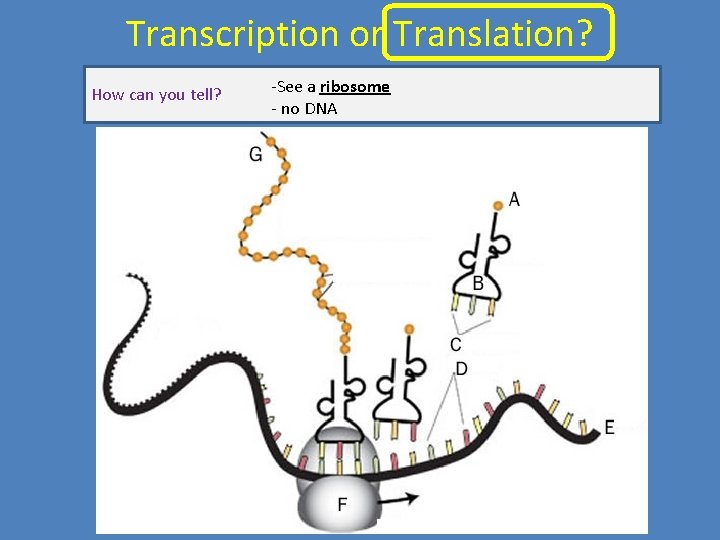 Transcription or Translation? How can you tell? -See a ribosome - no DNA 