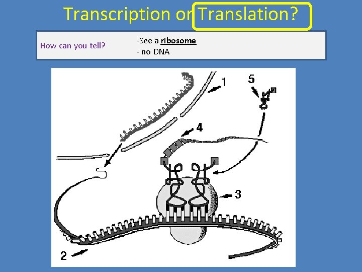 Transcription or Translation? How can you tell? -See a ribosome - no DNA 