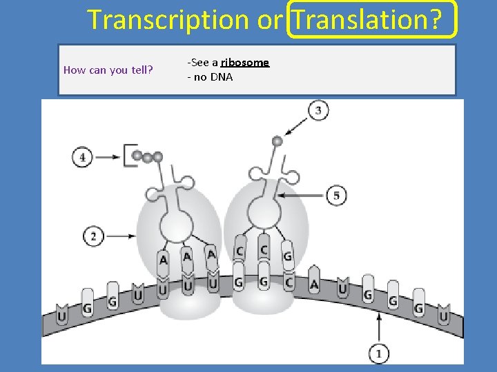 Transcription or Translation? How can you tell? -See a ribosome - no DNA 