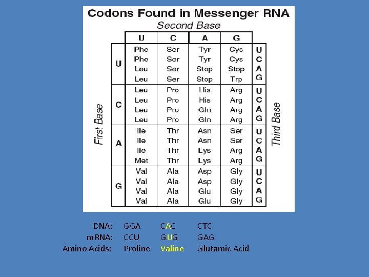 DNA: m. RNA: Amino Acids: GGA CCU Proline CAC GUG Valine CTC GAG Glutamic