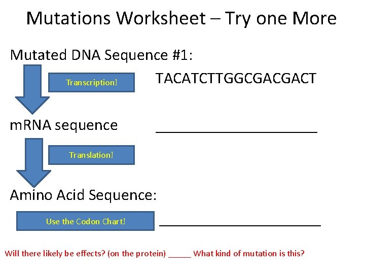 Mutations Worksheet – Try one More Mutated DNA Sequence #1: TACATCTTGGCGACGACT Transcription! m. RNA