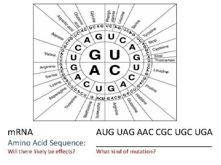 m. RNA AUG UAG AAC CGC UGA Will there likely be effects? What kind