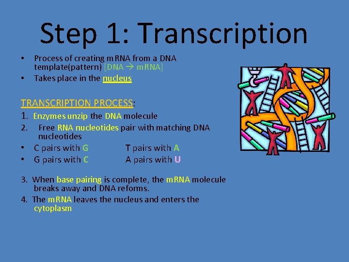 Step 1: Transcription • • Process of creating m. RNA from a DNA template(pattern)