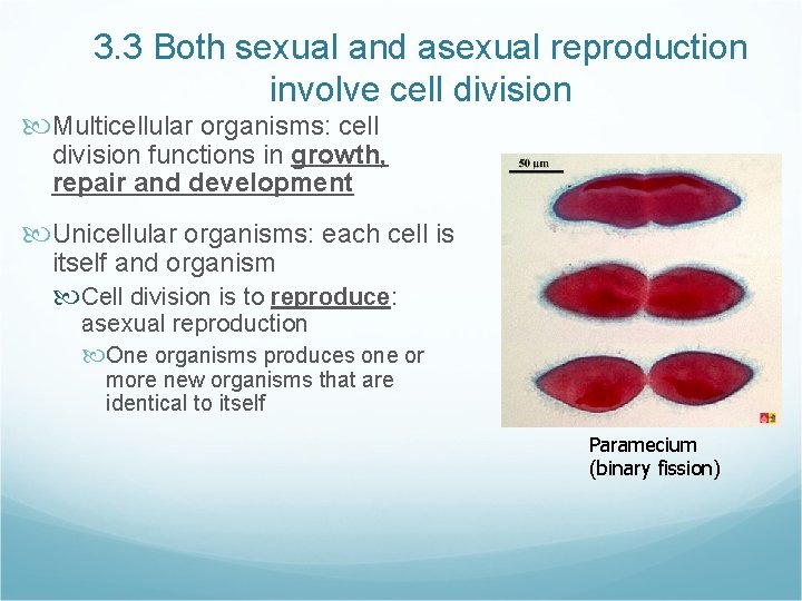 3. 3 Both sexual and asexual reproduction involve cell division Multicellular organisms: cell division