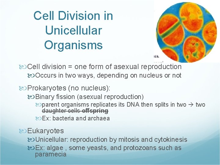 Cell Division in Unicellular Organisms Cell division = one form of asexual reproduction Occurs