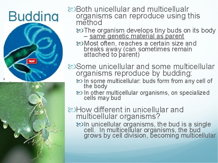 Budding Both unicellular and multicellualr organisms can reproduce using this method The organism develops