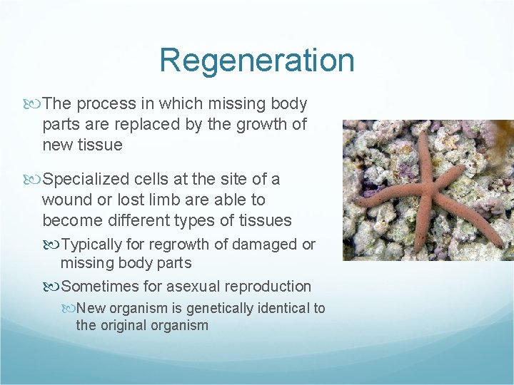 Regeneration The process in which missing body parts are replaced by the growth of