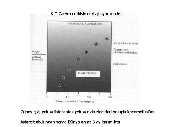 K-T Çarpma etkisinin bilgisayar modeli. Güneş ışığı yok = fotosentez yok = gıda zincirleri