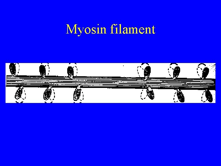 Myosin filament Myosin filament