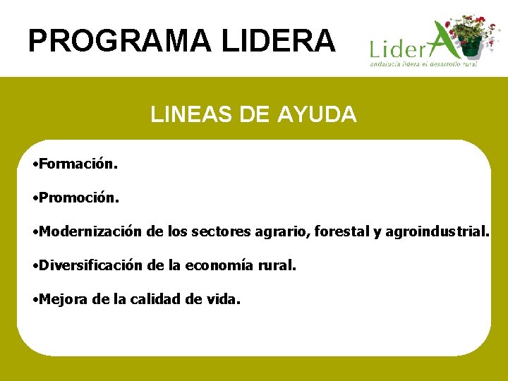 PROGRAMA LIDERA LINEAS DE AYUDA • Formación. • Promoción. • Modernización de los sectores