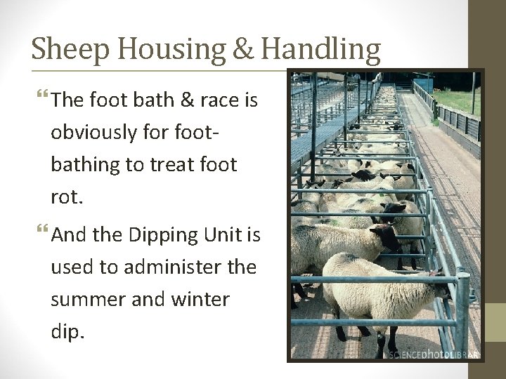 Sheep Housing & Handling The foot bath & race is obviously for footbathing to