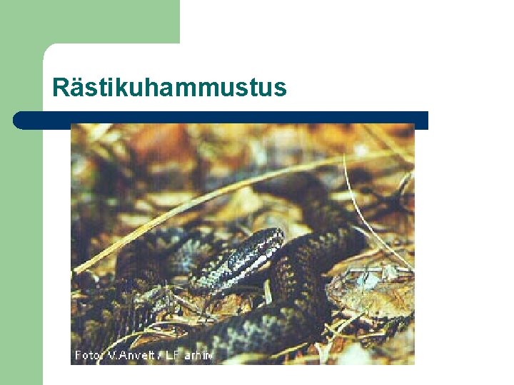 Rästikuhammustus 