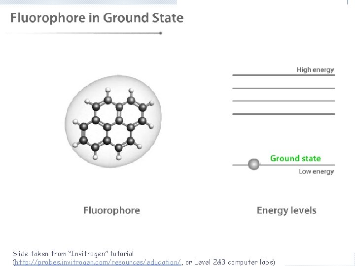 Slide taken from “Invitrogen” tutorial (http: //probes. invitrogen. com/resources/education/, or Level 2&3 computer labs)