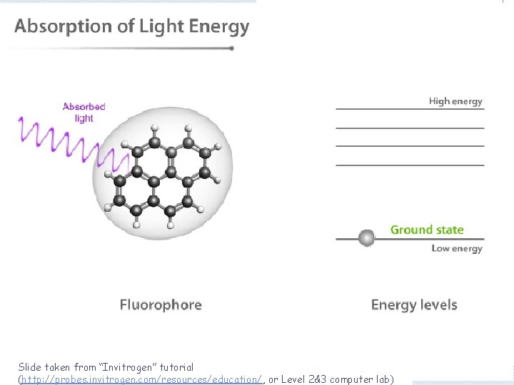 Slide taken from “Invitrogen” tutorial (http: //probes. invitrogen. com/resources/education/, or Level 2&3 computer lab)