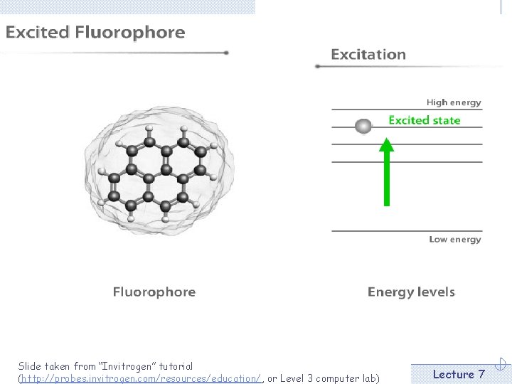 Slide taken from “Invitrogen” tutorial (http: //probes. invitrogen. com/resources/education/, or Level 3 computer lab)